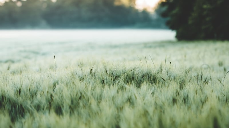 Barley Image